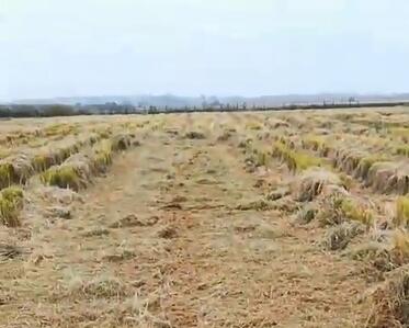 耕地种植有机油菜