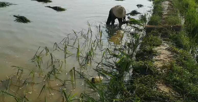农天人人工插秧