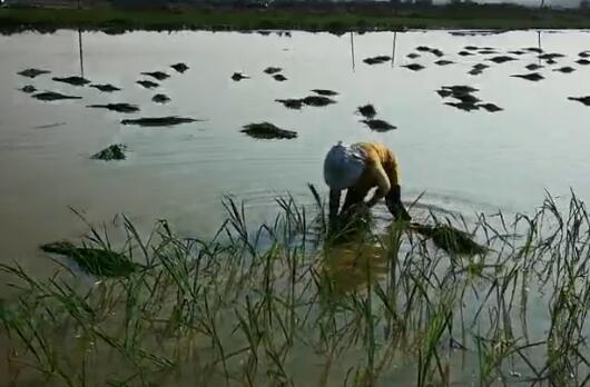 农天人人工插秧