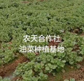 农天油菜种植基地2