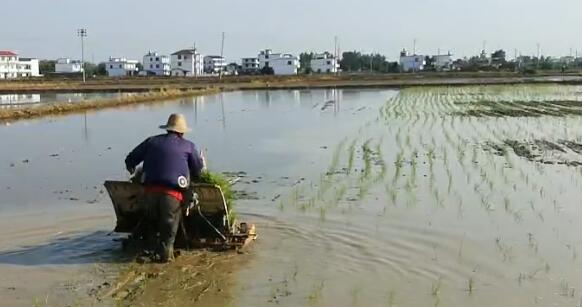 农天插秧机插秧中