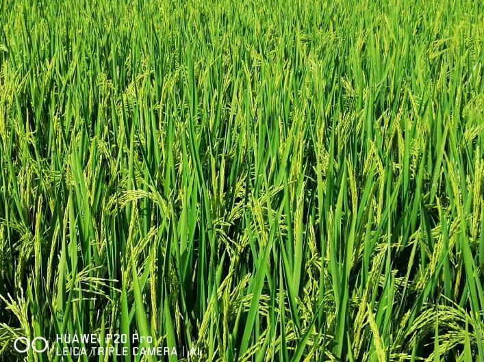 水稻